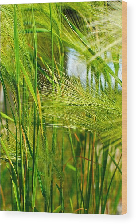 Ocean Wood Print featuring the photograph Ocean Breeze by Frozen in Time Fine Art Photography