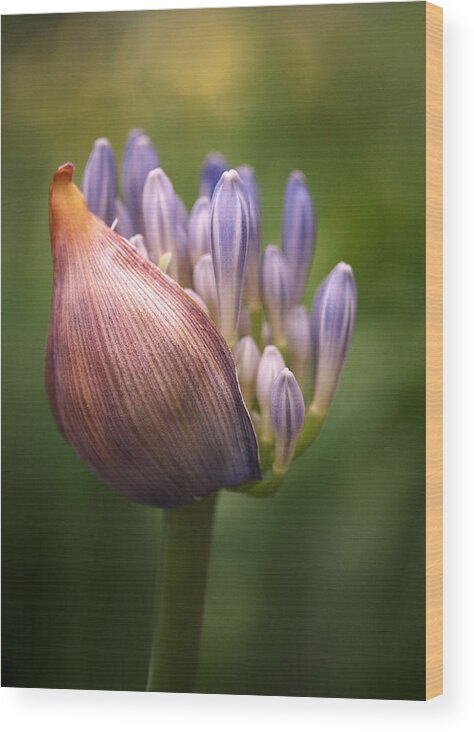Agapanthus Wood Print featuring the photograph Only the Beginning by Rona Black