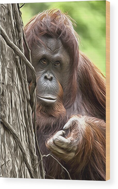 Orangutan Wood Print featuring the photograph Orang by Wade Aiken