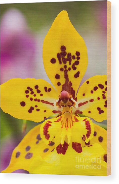 Orchid Wood Print featuring the photograph Orchid 2 of 3 by Brad Marzolf Photography