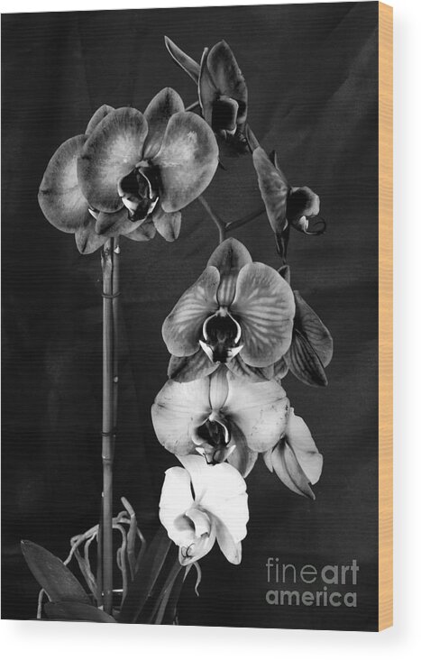 Flowers Wood Print featuring the photograph Orchids In Black And White by Donna Brown