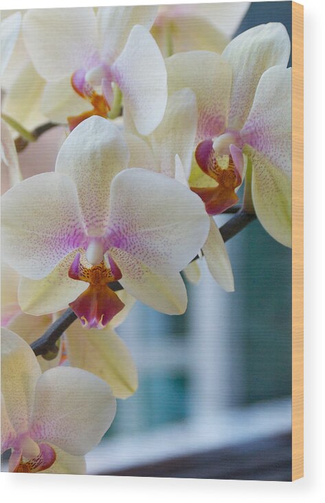 Orchids Wood Print featuring the photograph Orchids in the Morning Light by Debbie Karnes