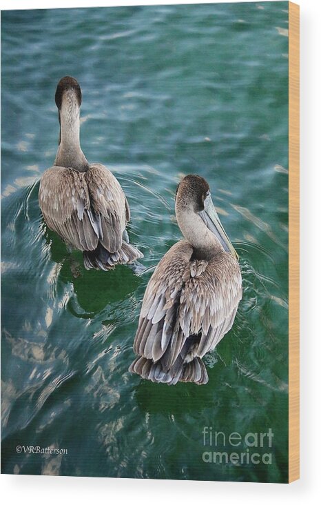 Pelicans Wood Print featuring the photograph Out for a Swim by Veronica Batterson
