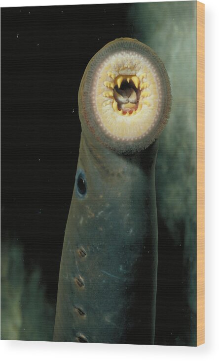 Animal Wood Print featuring the photograph Pacific Lamprey by Rondi Church