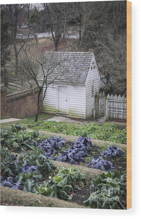 Colonial Williamsburg Wood Print featuring the photograph Palace Kitchen Winter Garden by Teresa Mucha