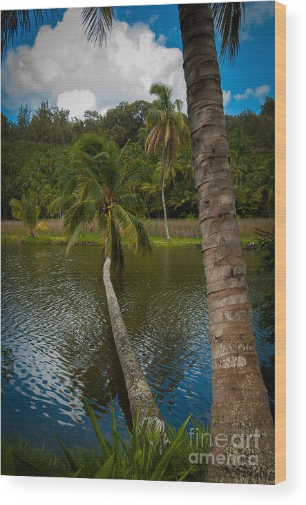 Palm Tree Wood Print featuring the photograph Palm Tree Over River by Blake Webster