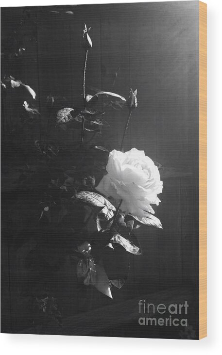 Rose Wood Print featuring the photograph Peace in the Morning by Vonda Lawson-Rosa