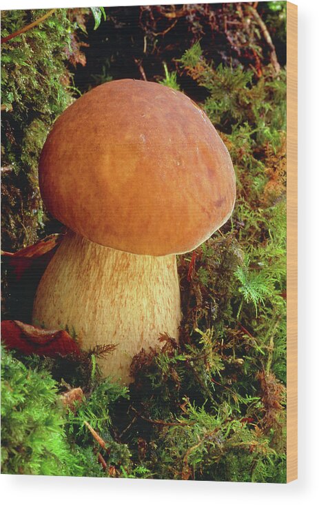Boletus Edulis Wood Print featuring the photograph Penny Bun Fungus (boletus Edulis) by John Wright/science Photo Library
