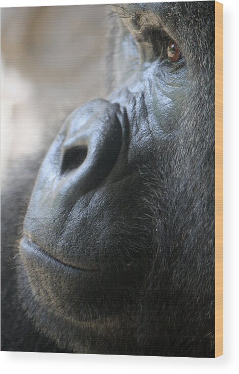 Busch Gardens Wood Print featuring the photograph Penny For Your Thoughts by David Nicholls