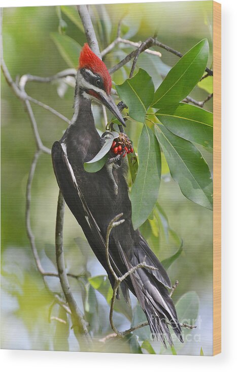 Woodpecker Wood Print featuring the photograph Pileated Woodpecker by Kathy Baccari