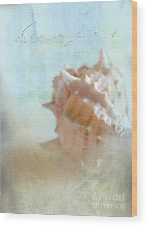 Sea Shell Wood Print featuring the photograph Pink Murex Seashell by Betty LaRue