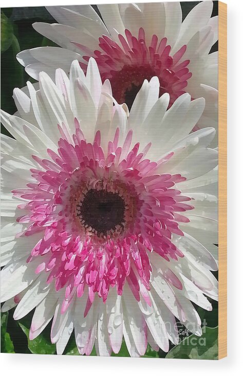 Portrait Wood Print featuring the photograph Pink n white gerber daisy by Sami Martin