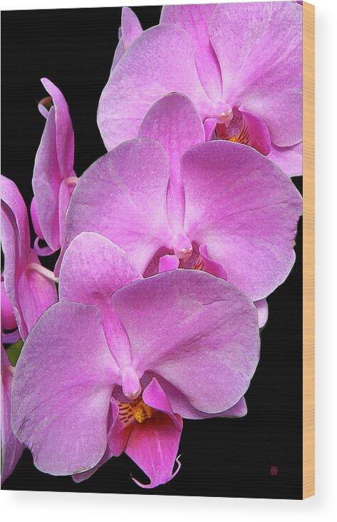 Pink Orchis Wood Print featuring the digital art Pink Orchids by Gary Olsen-Hasek