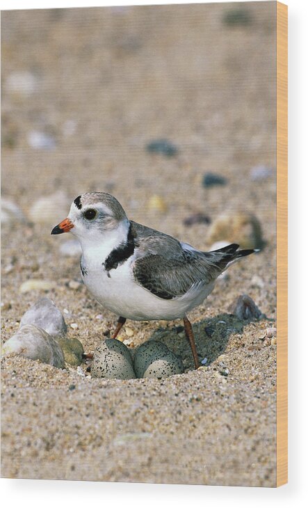 00220028 Wood Print featuring the photograph Piping Plover Sitting on Eggs by Tom Vezo