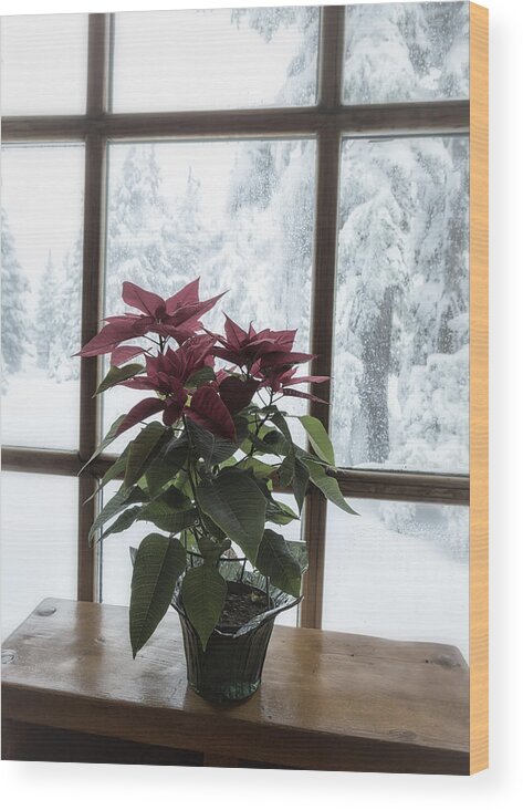 Poinsettia Wood Print featuring the photograph Poinsettia at Timberline Lodge by Belinda Greb