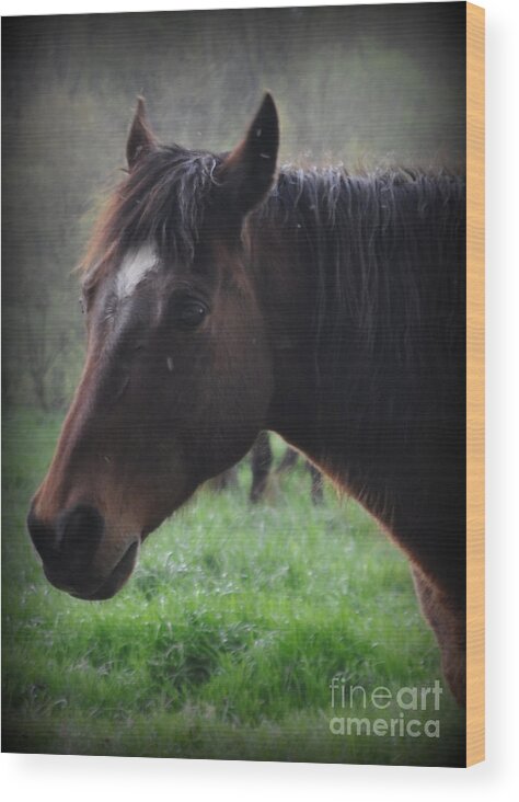 Horse Wood Print featuring the photograph Portrait of a Horse by Lydia Holly