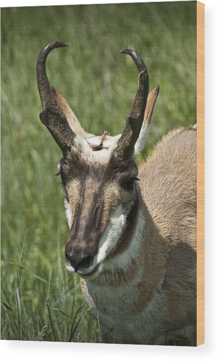 Antelope Wood Print featuring the photograph Portrait of a Pronghorn Antelope No. E0405 by Randall Nyhof
