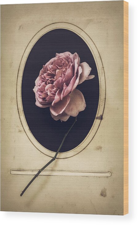 Rose Wood Print featuring the photograph Portrait of a Rose by Amy Weiss