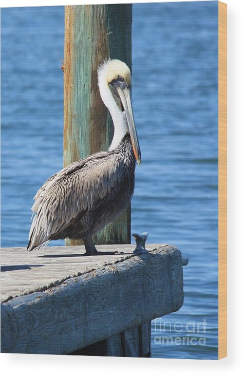 Animal Wood Print featuring the photograph Posing Pelican by Carol Groenen
