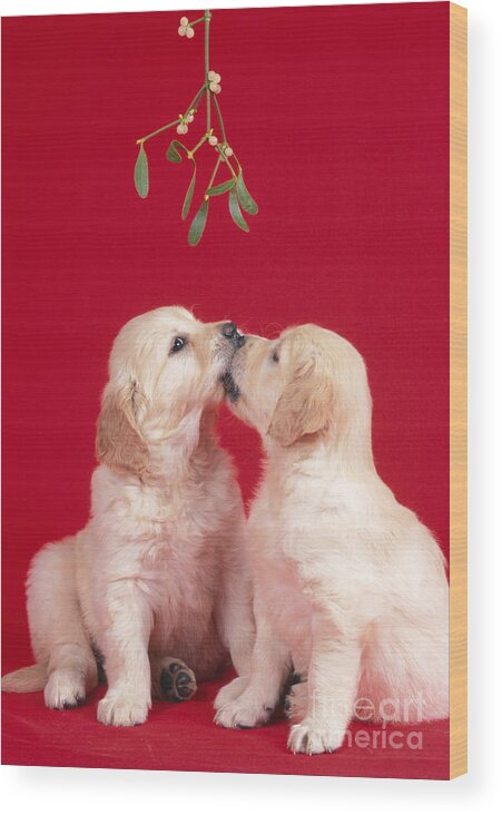 Dog Wood Print featuring the photograph Puppy Dogs Kissing Under Mistletoe by John Daniels