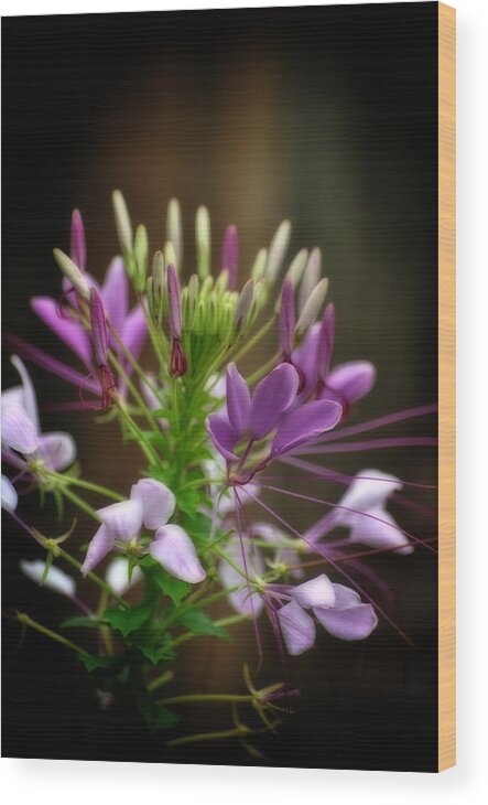 Purple Wood Print featuring the photograph Purple Beauty by Kathy Williams-Walkup