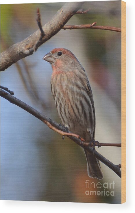 Finch Wood Print featuring the photograph Purple Finch by Kathy Baccari