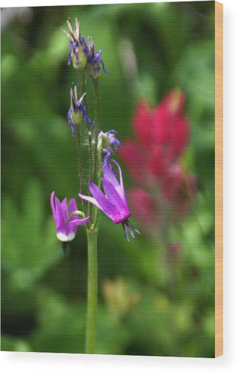 Wildflower Wood Print featuring the photograph Purple Wildflower by Robert Lozen