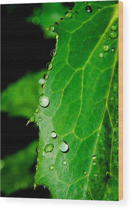 Raindrops Wood Print featuring the photograph Raindrops On Green Leaf by Andreas Berthold