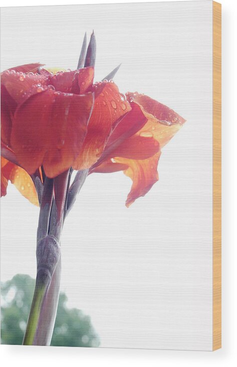 Flowers Wood Print featuring the photograph Reaching for the sky by Robert Culver