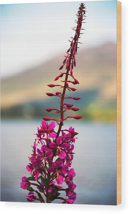 Plant Wood Print featuring the photograph Reaching to the Sky by Norma Brock