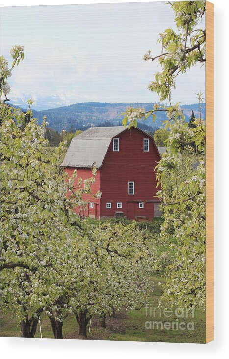 Barn Wood Print featuring the photograph Red Barn and Apple Blossoms by Patricia Babbitt