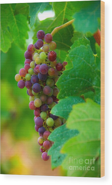 Bordeaux Wood Print featuring the photograph Red Grapes by Hannes Cmarits