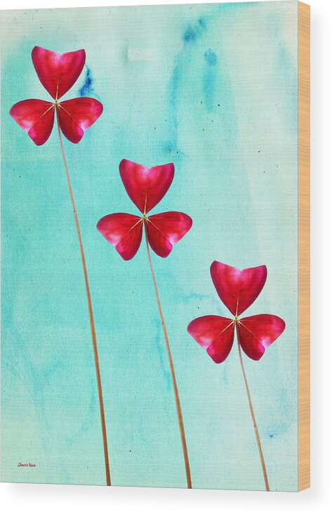 Shamrock Wood Print featuring the photograph Red Shamrock Trio by Shawna Rowe