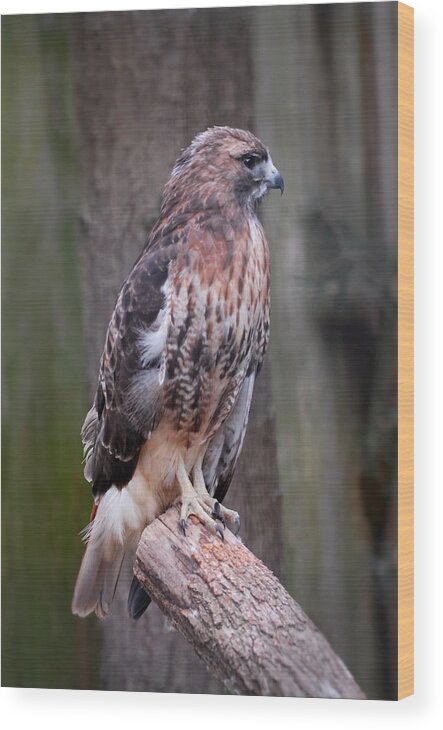 Red Tailed Hawk Wood Print featuring the photograph Red Tailed Hawk 290 by Joyce StJames