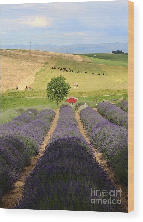 Lavender Farm Wood Print featuring the photograph Resting in the Lavender Field by Carol Groenen