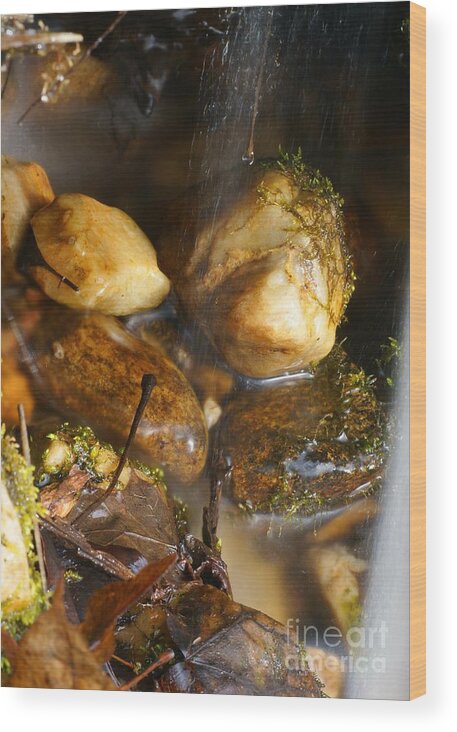 Rocks Wood Print featuring the photograph Rock On by Loni Collins
