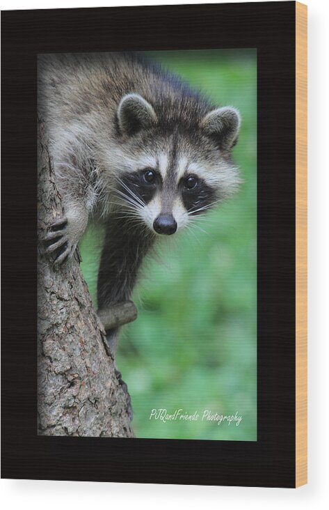 Bandits Wood Print featuring the photograph Rocky Racoon by PJQandFriends Photography