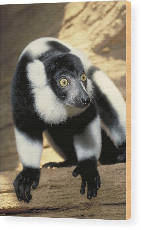 Vertical Wood Print featuring the photograph Ruffed Lemur by Larry Cameron