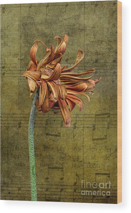 Flower Wood Print featuring the digital art Sad Song by Shirley Mangini