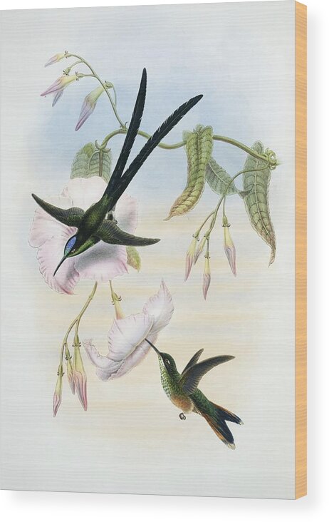 1800s Wood Print featuring the photograph Scissor-tailed hummingbirds by Science Photo Library