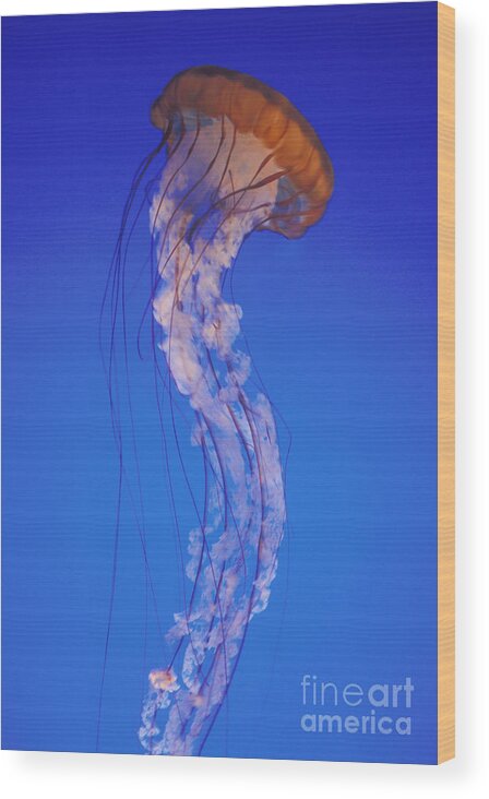 Animal Wood Print featuring the photograph Sea Nettle Jellyfish by Mark Harmel