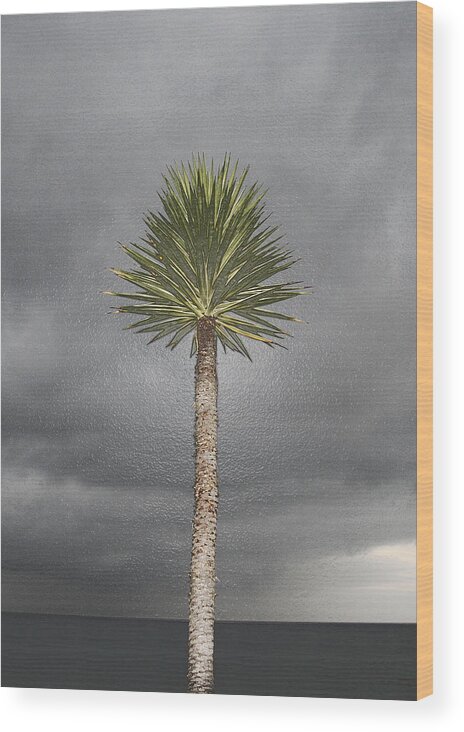 Tree Wood Print featuring the photograph Sea Yucca by Andre Aleksis