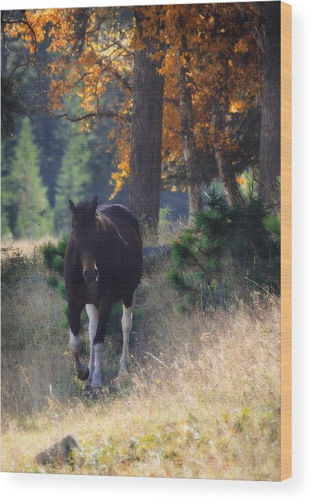 Horse Wood Print featuring the photograph September Surrender by Amanda Smith