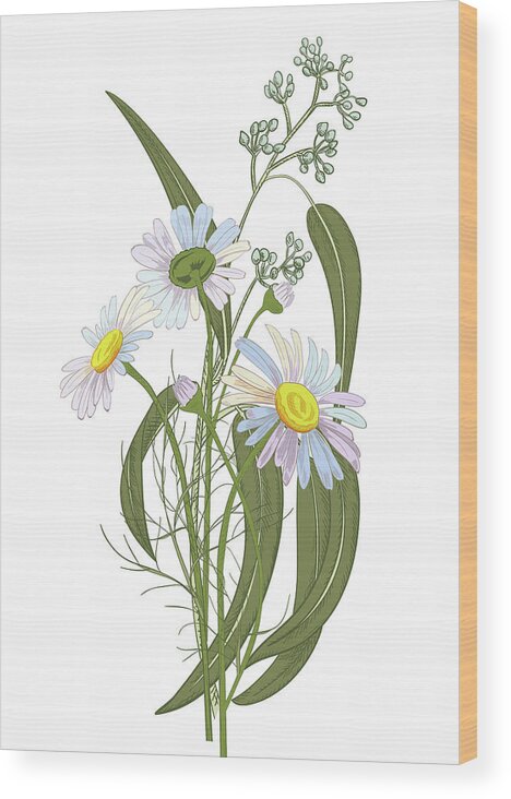 Engraving Wood Print featuring the digital art Set Of Chamomile Daisy Bouquets White by Olga Ivanova