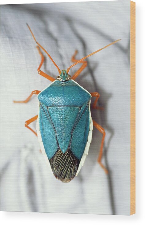 People Wood Print featuring the photograph Shield Bug by Sinclair Stammers/science Photo Library