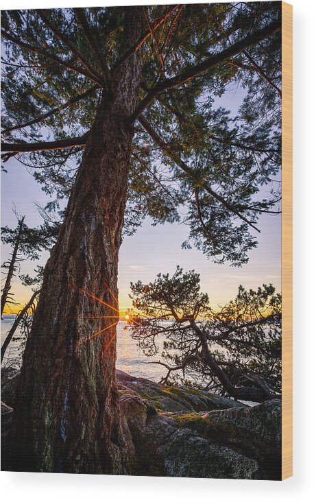 Sunset Wood Print featuring the photograph Shore Pine Point by Alexis Birkill