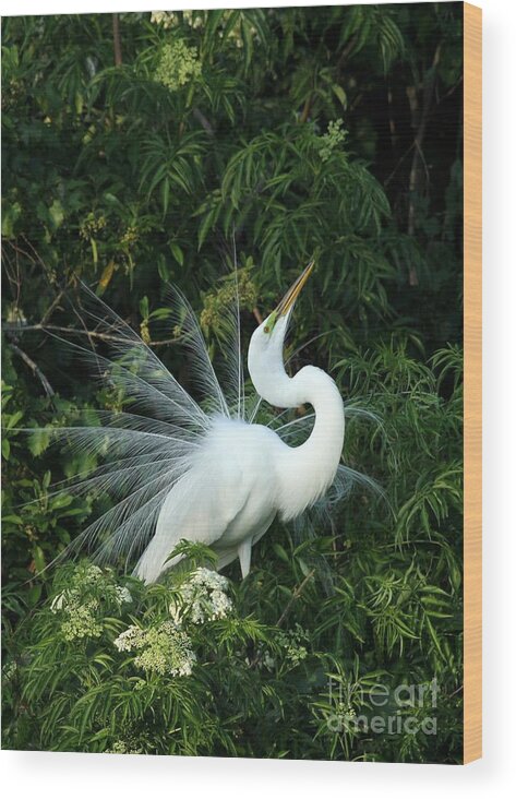 Great White Egret Wood Print featuring the photograph Showy Great White Egret by Sabrina L Ryan