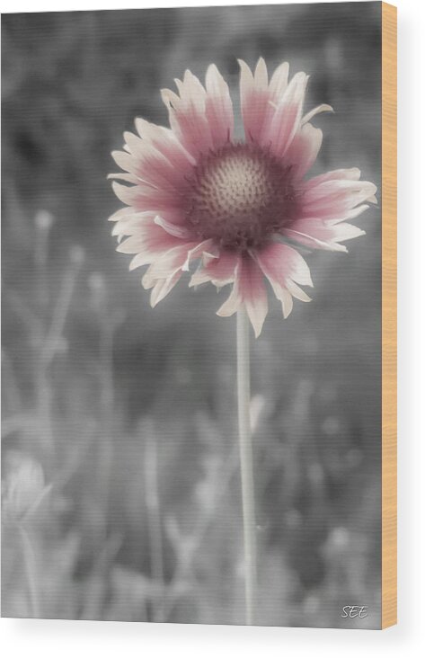 Blanket Flower Wood Print featuring the photograph Shy Gaillardia by Susan Eileen Evans