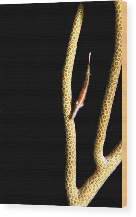 Animal Wood Print featuring the photograph Slender Filefish by Mary Beth Angelo