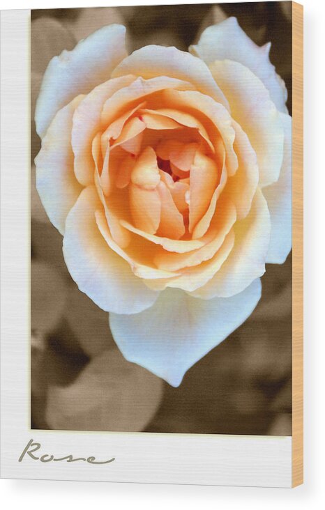 Flower Wood Print featuring the photograph Smooth Angel Rose by Holly Kempe